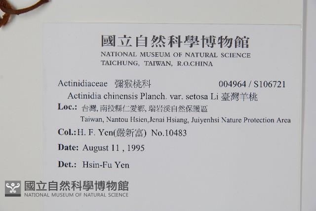 臺灣羊桃藏品圖，第2張