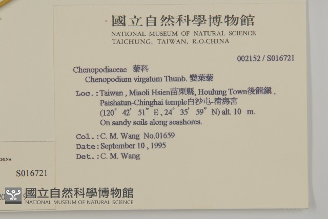 變葉藜藏品圖，第2張