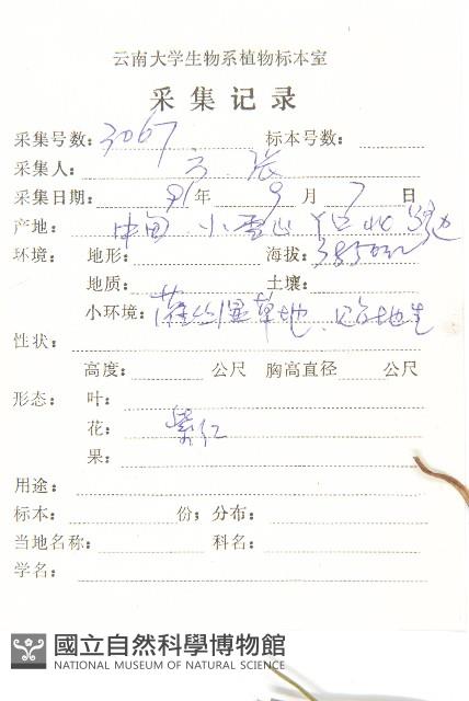 星狀風毛菊藏品圖，第2張