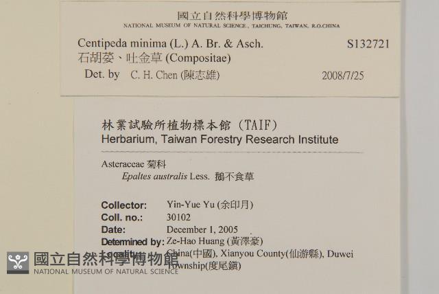 石胡荽、吐金草藏品圖，第2張