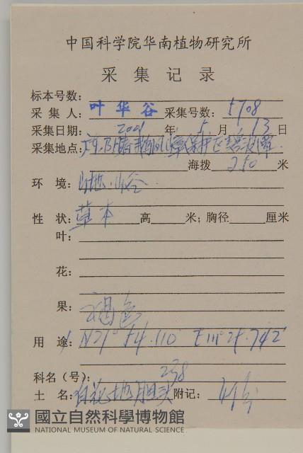 白花地膽草藏品圖，第2張