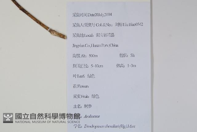 樹參藏品圖，第2張