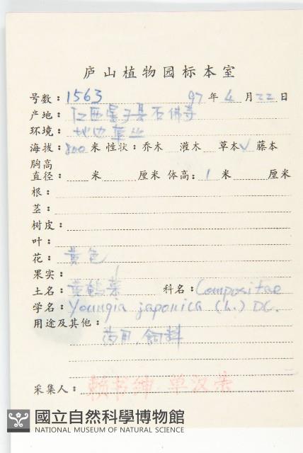 黃鵪菜藏品圖，第2張