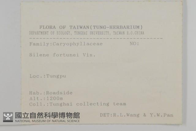 蠅子草藏品圖，第2張