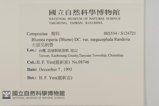 大頭艾納香藏品圖，第2張