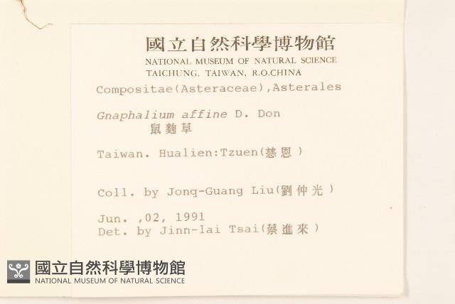 鼠麴草藏品圖，第2張