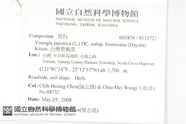 台灣黃鵪菜藏品圖，第2張