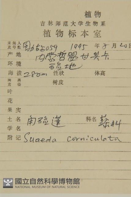 角果鹼蓬藏品圖，第2張