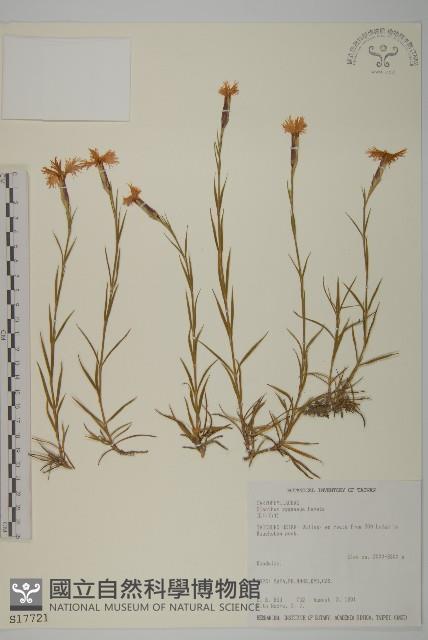 玉山石竹藏品圖，第1張