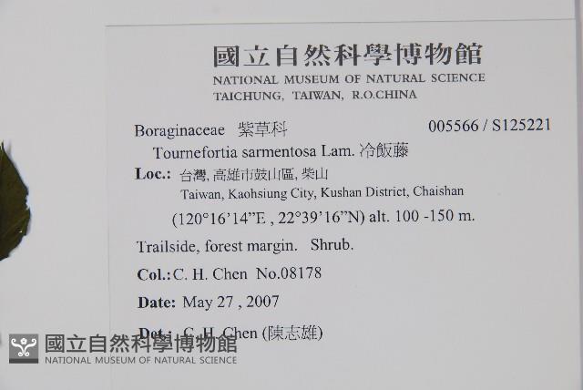 冷飯藤藏品圖，第2張