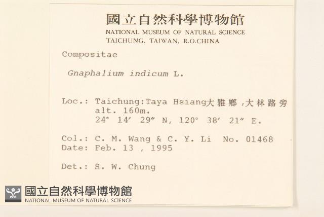 多莖鼠麴草藏品圖，第2張