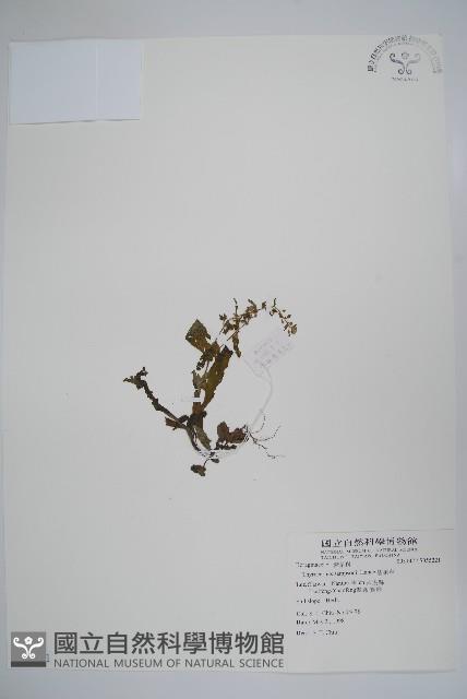 盾果草藏品圖，第1張