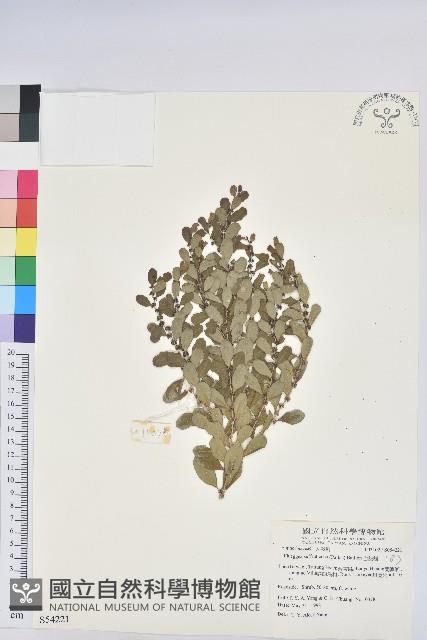 白飯樹藏品圖，第4張