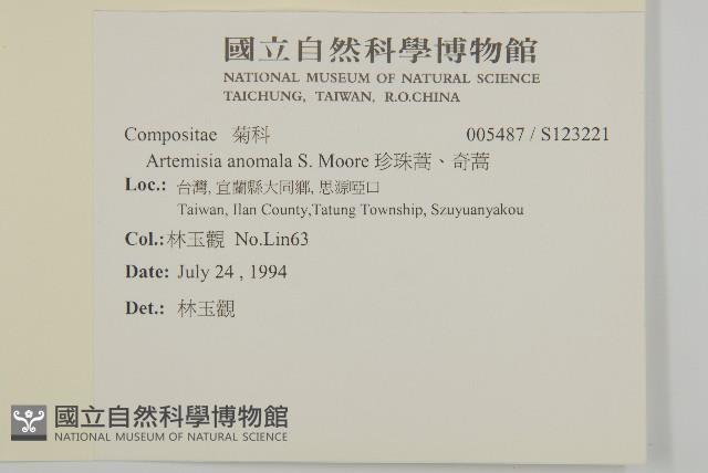 珍珠蒿、奇蒿藏品圖，第2張