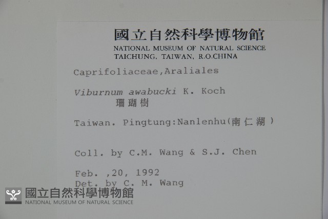 珊瑚樹藏品圖，第2張