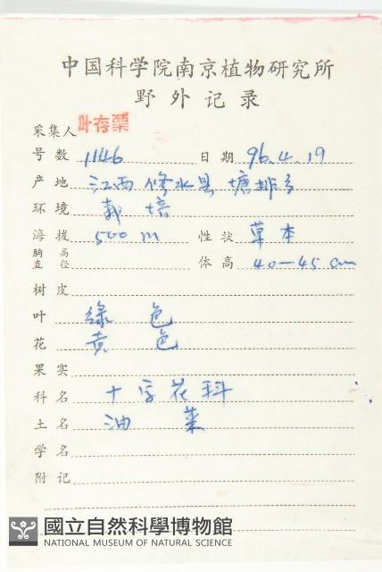 歐洲油菜藏品圖，第2張