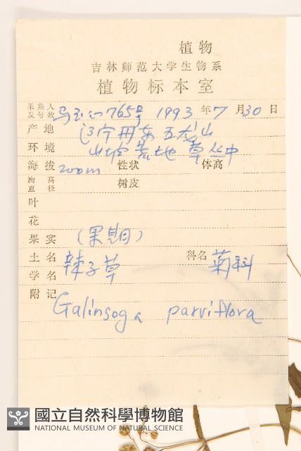 小米菊藏品圖，第2張