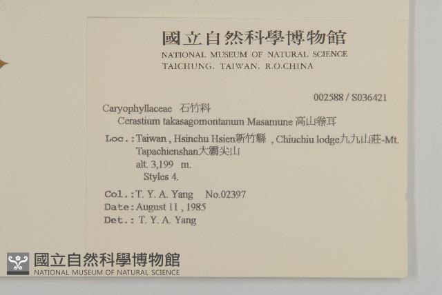 高山卷耳藏品圖，第2張