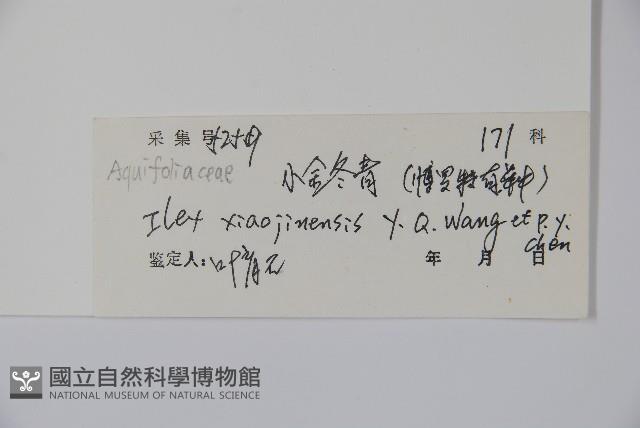 小金冬青藏品圖，第2張