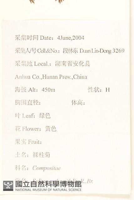 假吐金菊藏品圖，第2張