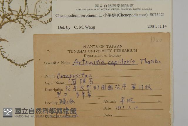 小葉藜藏品圖，第2張