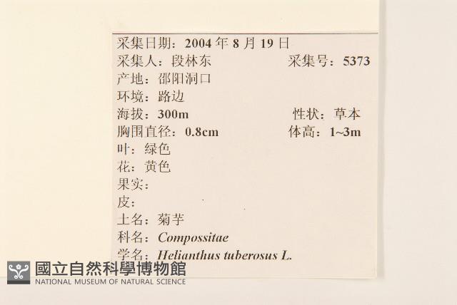 塊根向日葵藏品圖，第2張