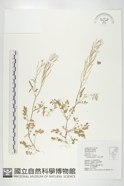 Small-leaved bittercress Collection Image, Figure 1, Total 2 Figures