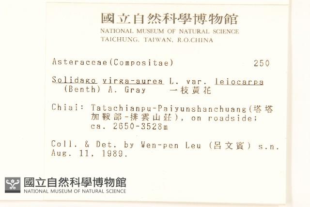 一枝黃花藏品圖，第2張