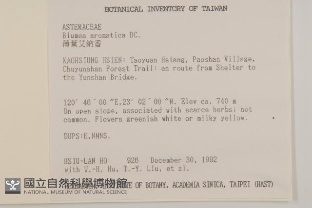 薄葉艾納香藏品圖，第2張