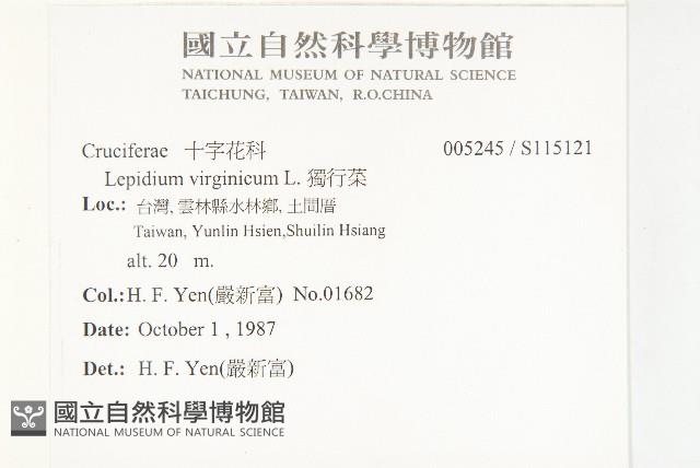 獨行菜藏品圖，第2張