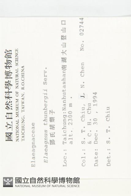 鄧氏胡頹子藏品圖，第2張