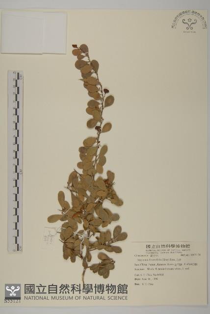 北仲, 刺裸實藏品圖，第1張