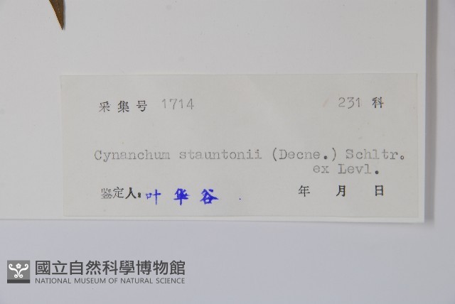 柳葉白前藏品圖，第2張