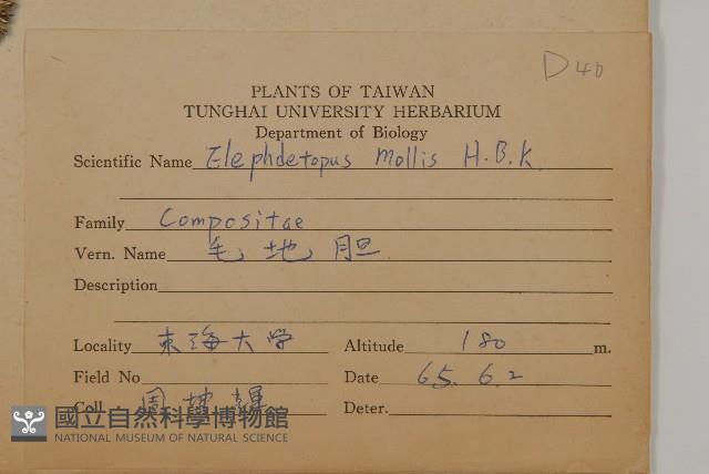 地膽草、毛蓮菜藏品圖，第2張