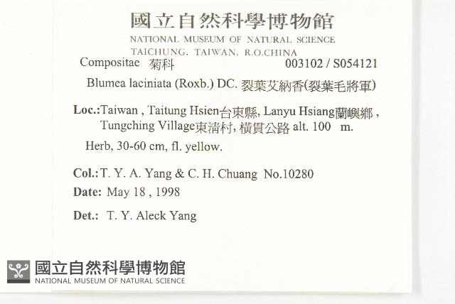 裂葉艾納香藏品圖，第5張