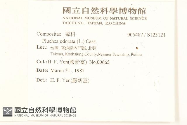 香闊苞菊藏品圖，第2張