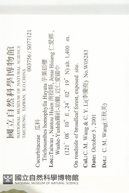 芋葉括樓藏品圖，第2張