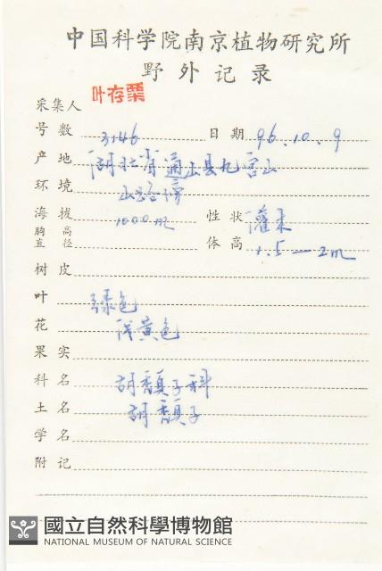 胡頹子藏品圖，第2張