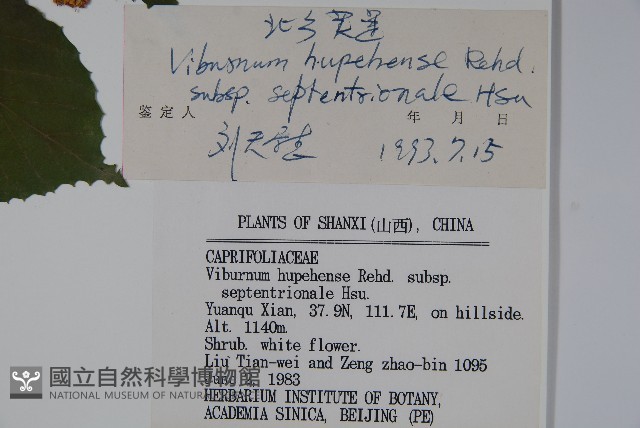 北方莢迷藏品圖，第2張