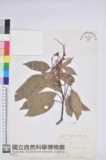 粗糠柴藏品圖，第1張