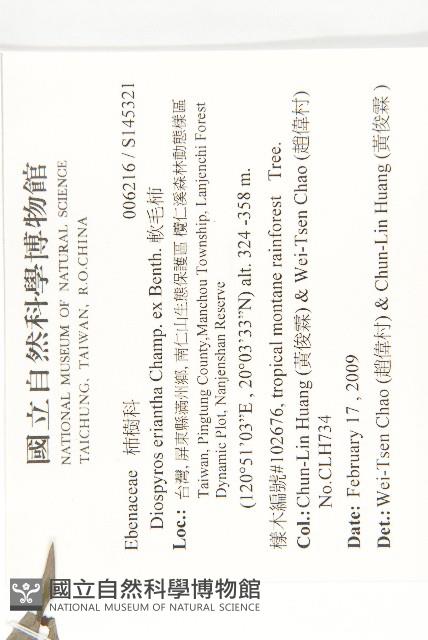 軟毛柿藏品圖，第2張