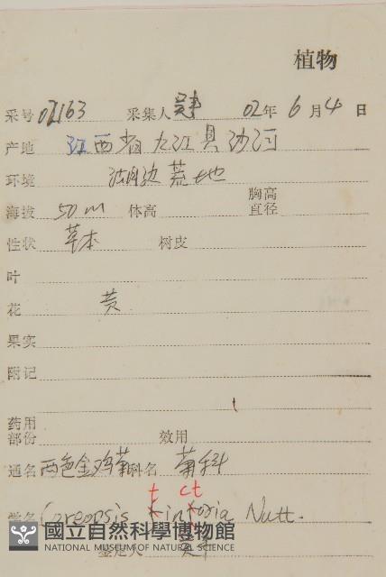 波斯菊、園庭金雞菊藏品圖，第2張