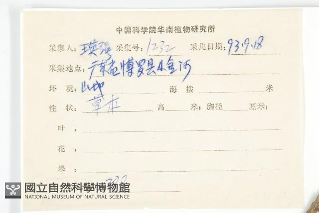 羊耳菊藏品圖，第2張