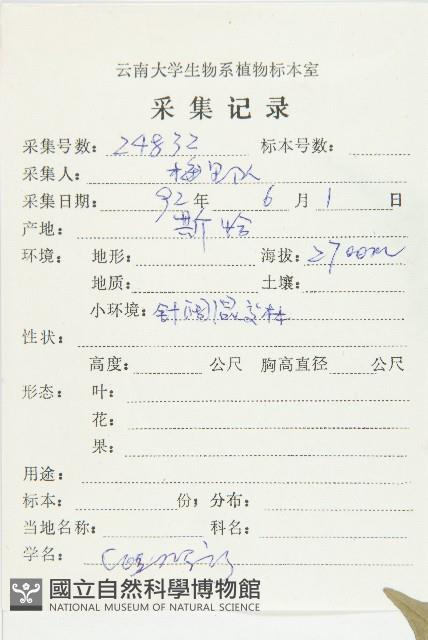 短圓葉棶木藏品圖，第2張