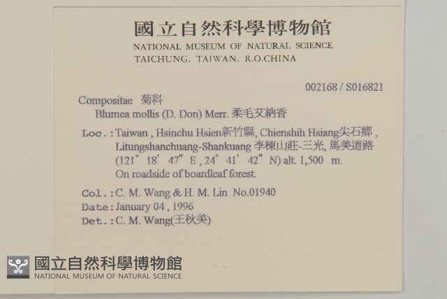 柔毛艾納香藏品圖，第2張