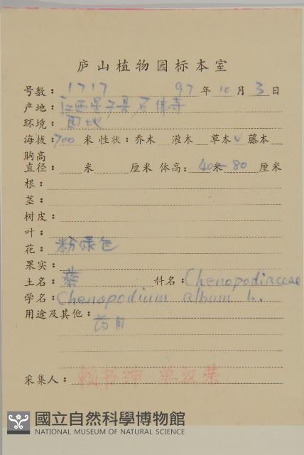 藜、灰藜藏品圖，第2張