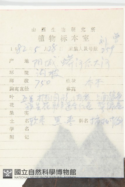黑棗、君遷子藏品圖，第2張