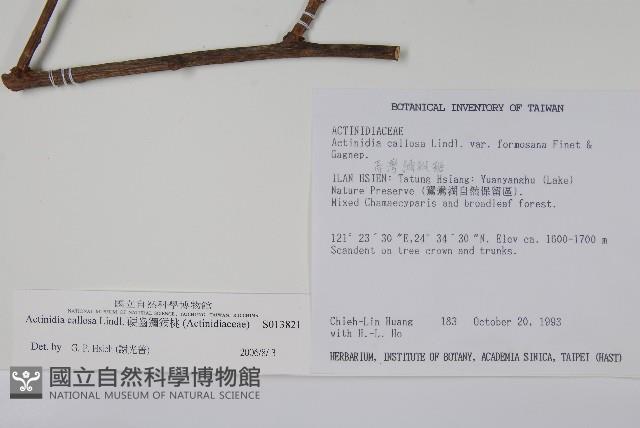 硬齒獼猴桃藏品圖，第2張