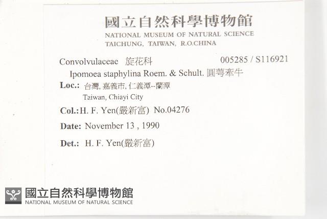 圓萼牽牛藏品圖，第2張