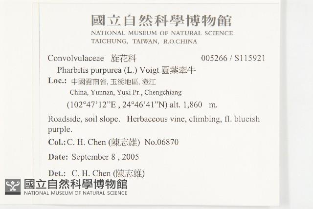 圓葉牽牛藏品圖，第2張